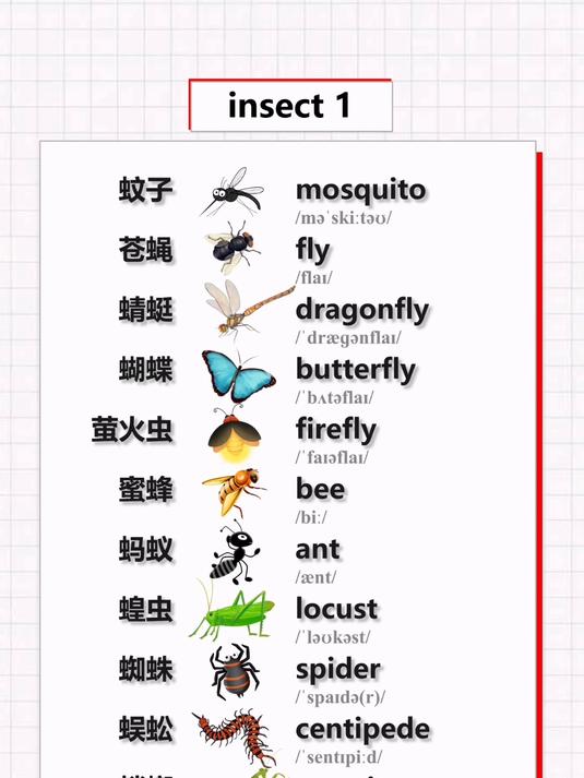 常见昆虫的英文