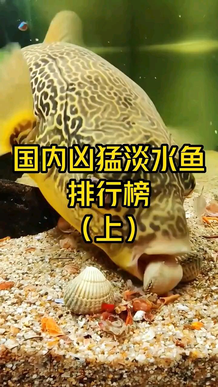 国内最凶猛淡水鱼排行榜。