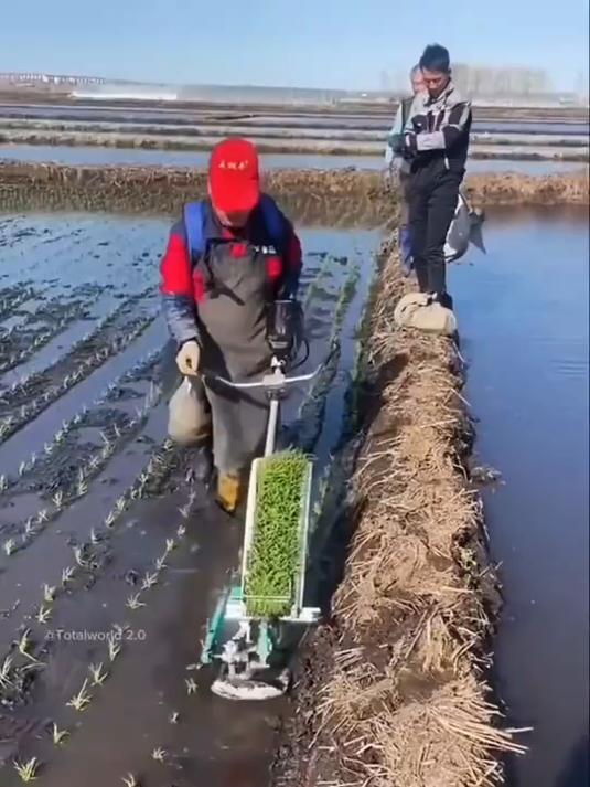 人们收集农田里的浮萍投喂给鱼鸭吃