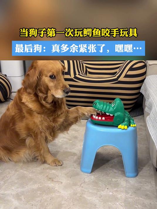 当狗子第一次玩鳄鱼咬手玩具最后狗:真多余紧张了,嘿嘿……