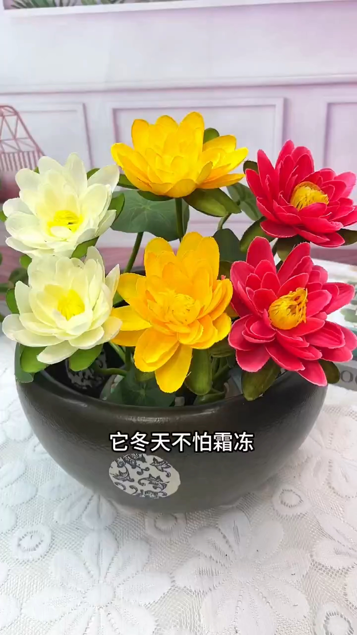 别看它长的丑,开花非常好看,给水就能存活,不挑环境和水质 #花卉绿植 #水培植物