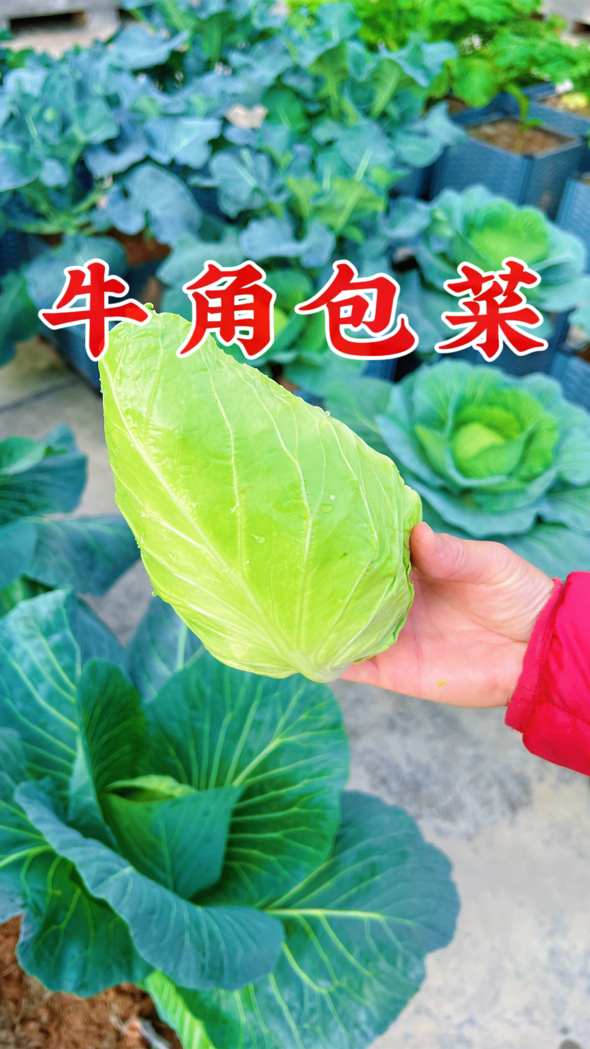 这种包菜,我们叫牛角包菜,大家那边叫什么?
