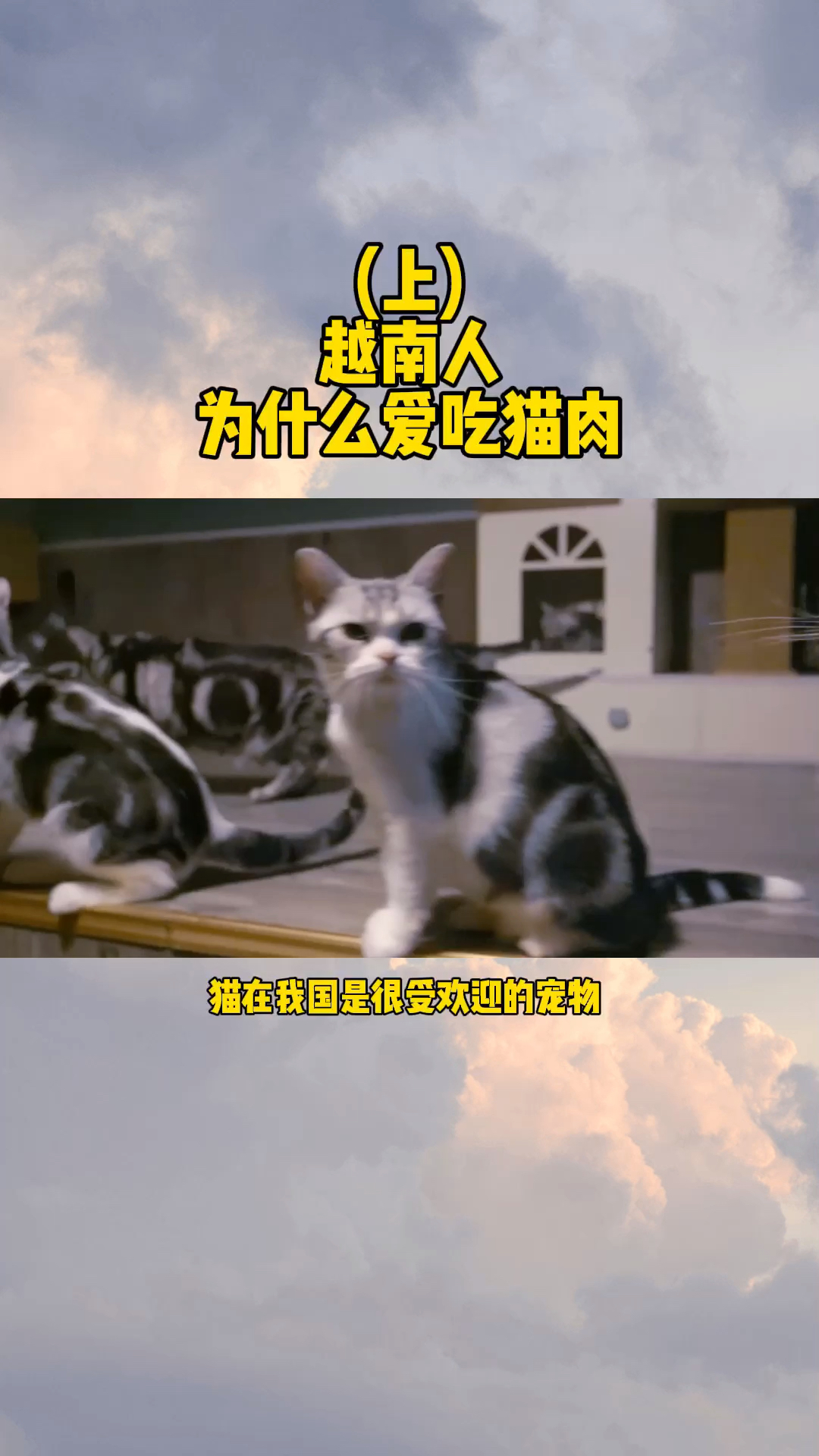越南为什么没有流浪猫?因为都被他们吃完了