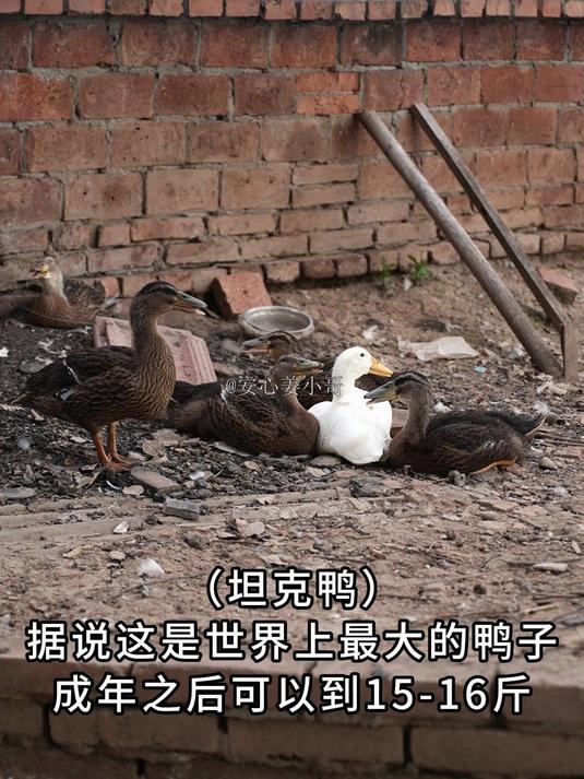 据说是世界上最大的鸭子,成年可以长到15-16斤