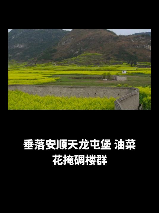 垂落安顺天龙屯堡,油菜花掩碉楼群,丝娃娃卷脆哨香