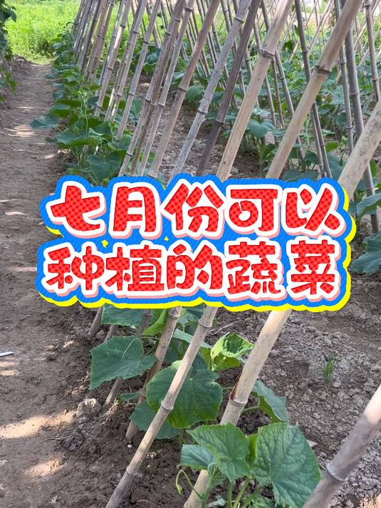 七月份可以种植的蔬菜，你还知道有哪些呢？家庭种植