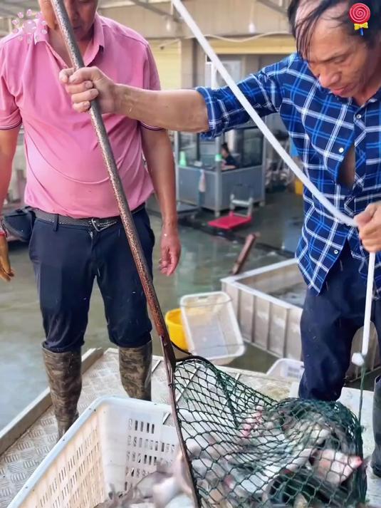 鲜卤酱板鱼:传承百年秘制卤汁,数十种香料精心熬制,香气扑鼻