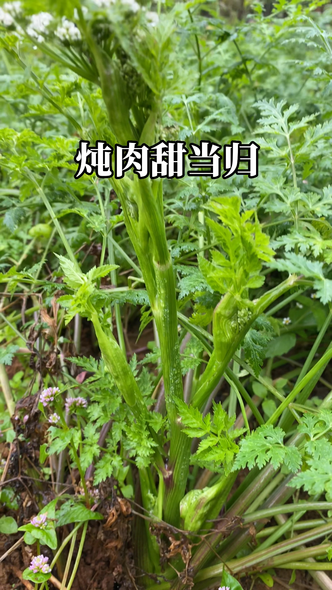 甜当归炖肉那个香啊!