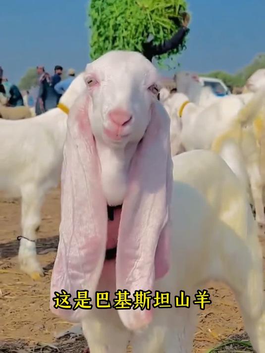 十二生肖生物之“羊”，这些羊你都认识吗？其中包括绵羊、山羊、岩羊和羚羊。