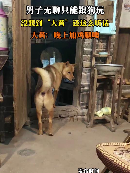 男子无聊只能跟狗玩,没想到“大黄”这么听话,大黄:晚上加鸡腿