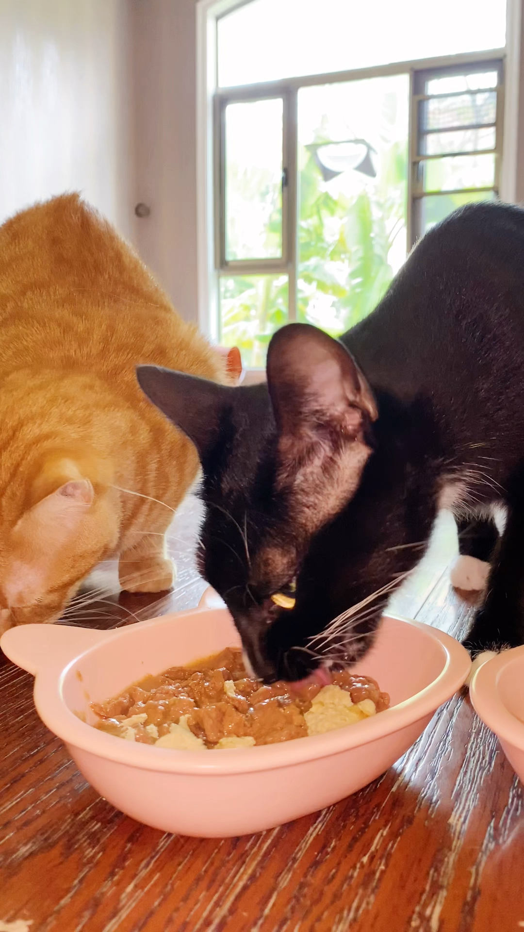 袋鼠肉不好吃吗?为什么眼神那么凶!