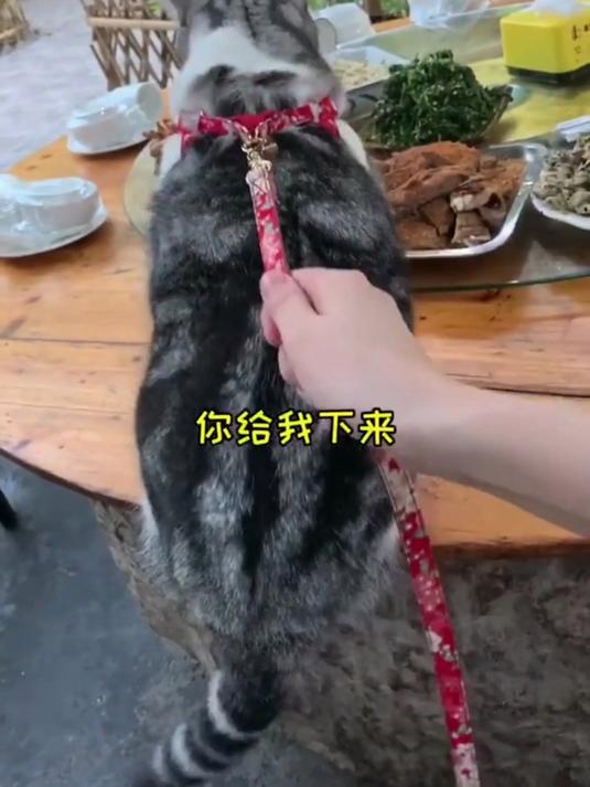 催更成功！泡芙爬山 2 来啦，萌宠特训营出道计划持续高能