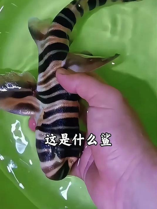这是什么鲨鱼?