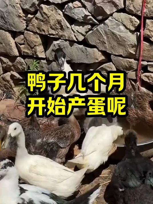 鸭子几个月开始产蛋呢
