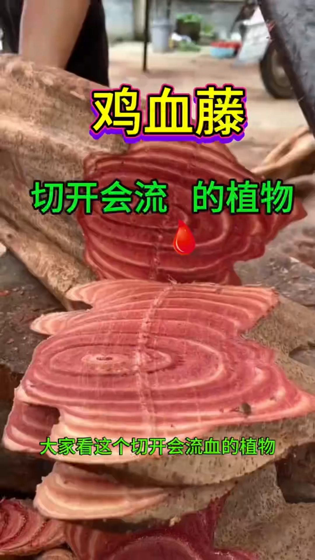 鸡血藤的作用与功效您了解吗,收藏起来吧