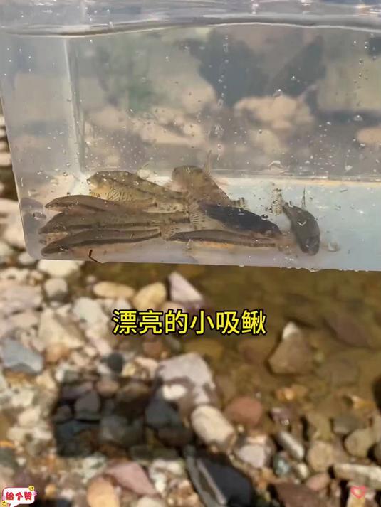 这边有好多小水坑 里面基本都有各种不一样的鱼