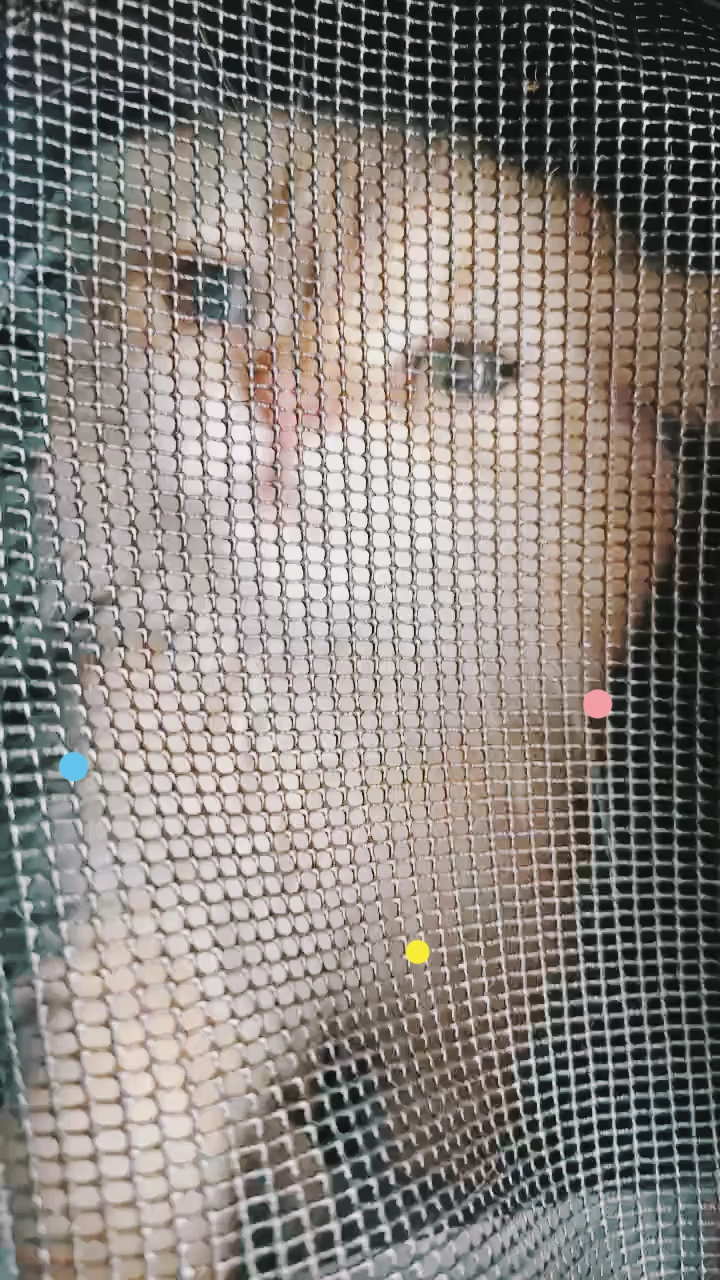 上海宠物领养救助站收养的可爱小黄猫上车去新家 加shdogcat2000