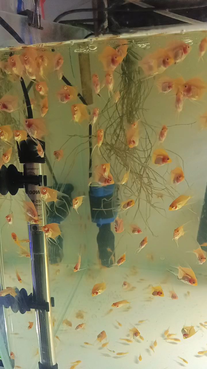 红魔鬼燕鱼繁殖人工孵化