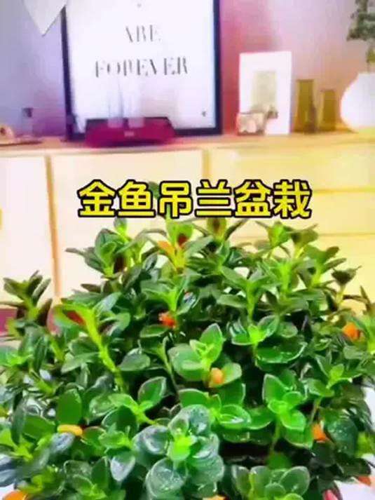 金鱼花超好养!见干浇透,室内外皆可,别错过!