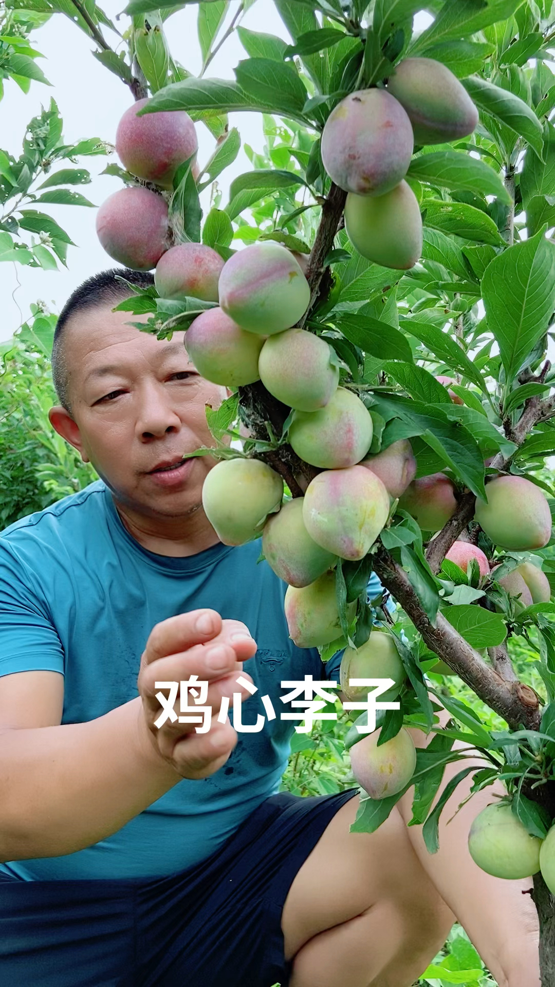 吉盛鸡心李子