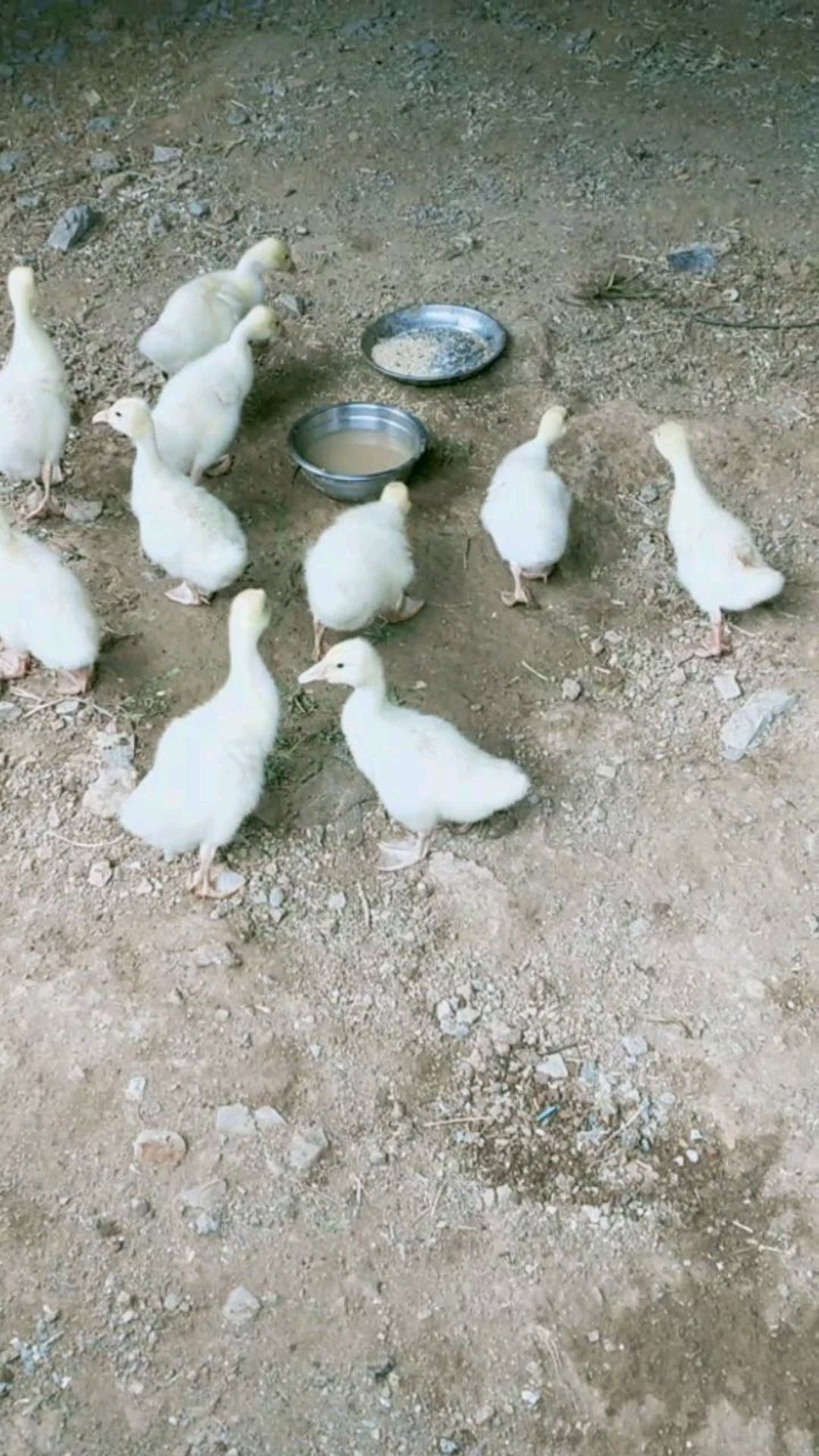一群小白鹅