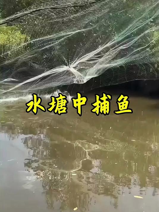 渔民在一处水塘撒入渔网，没想到里面的鱼纷纷跳出水面