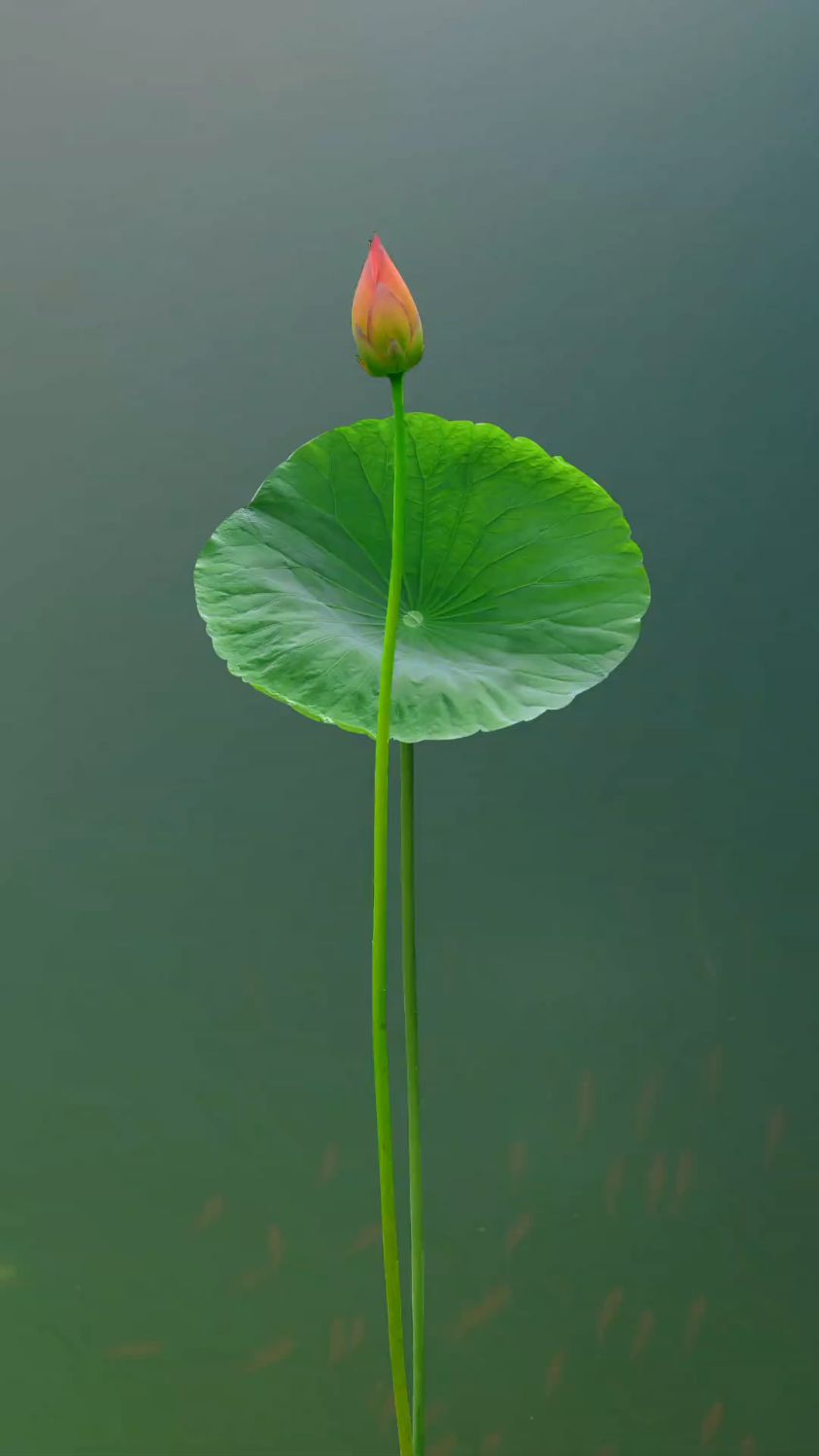 #五月薰风才一信。初荷出水清香嫩。# 荷花# 治愈系#动态壁纸