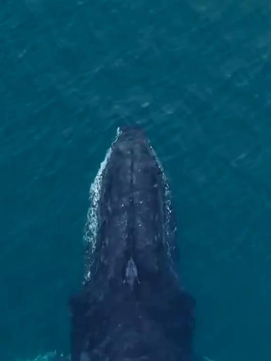 鲸鱼浮出水面呼吸