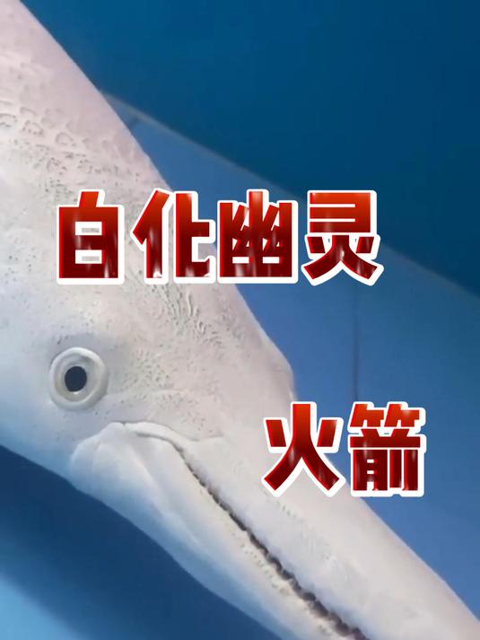 白化幽灵火箭,限时福利中,喜欢可撩