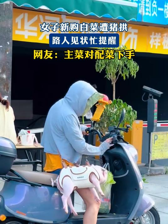 女子新购白菜遭猪拱，路人见状忙提醒，网友：主菜对配菜下手