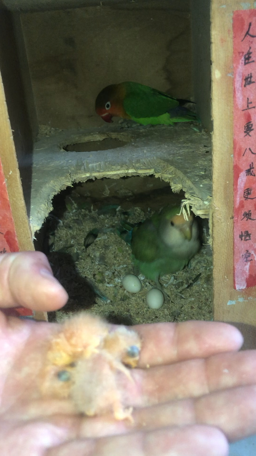 刚出壳的幼崽长什么样!