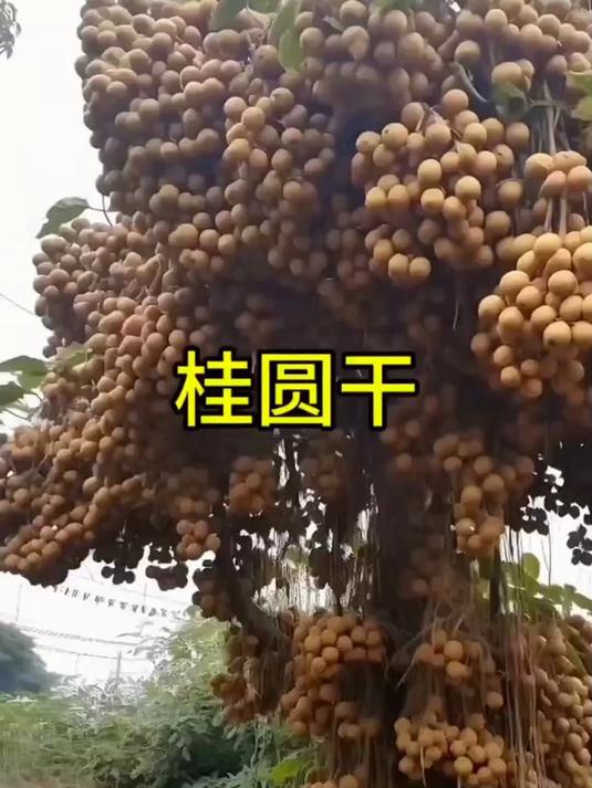 尚贡2023新货 桂圆 桂圆干,500gX2袋特产非无核龙眼肉干