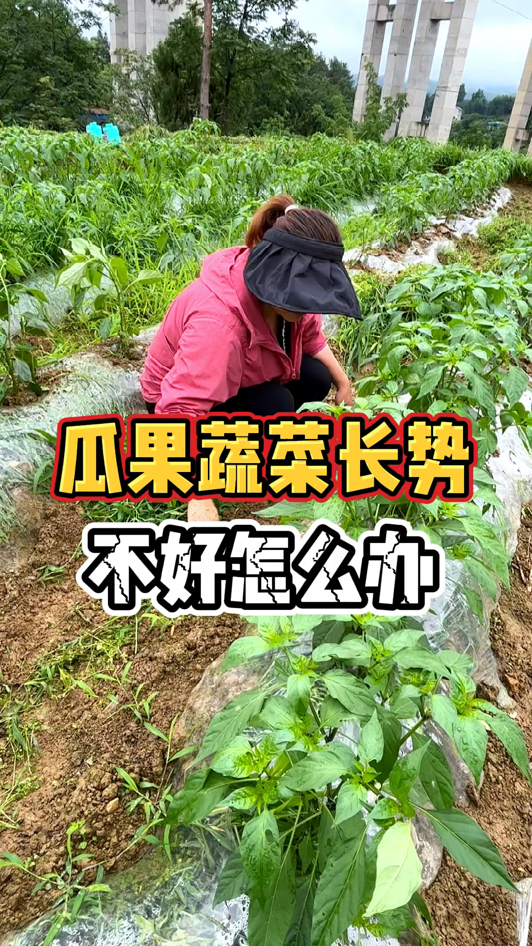 瓜果蔬菜长势不怎么办,瓜果蔬菜施什么肥料好?