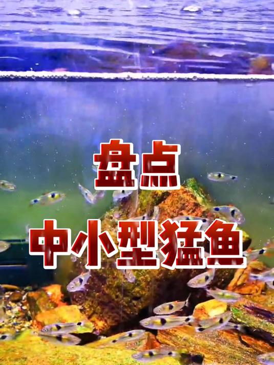 盘点中小型猛鱼