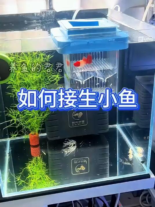接生孔雀鱼需要一个好的产房!