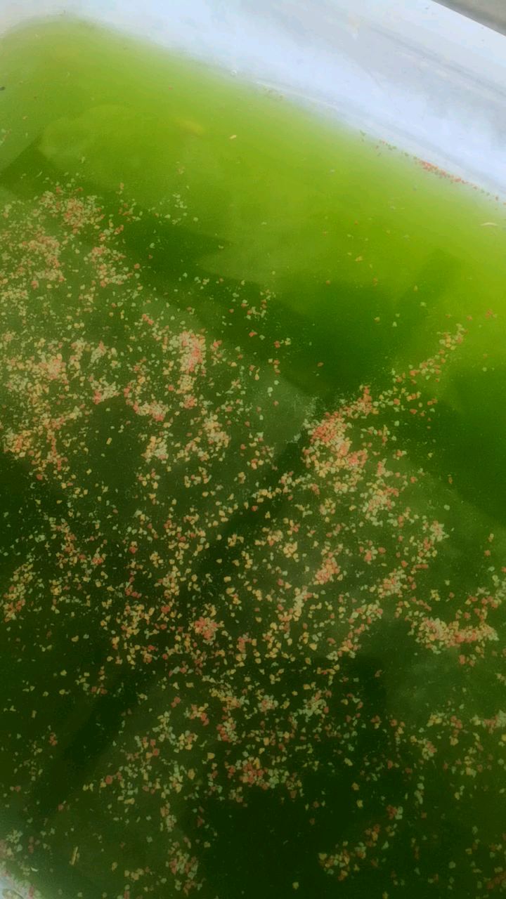 中秋了,给青鳉们加加餐(萤火虫,小雪)