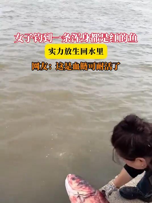 女子钓到一条浑身都是红的鱼,实力放生回水里,网友:这是血鲢可耐活了