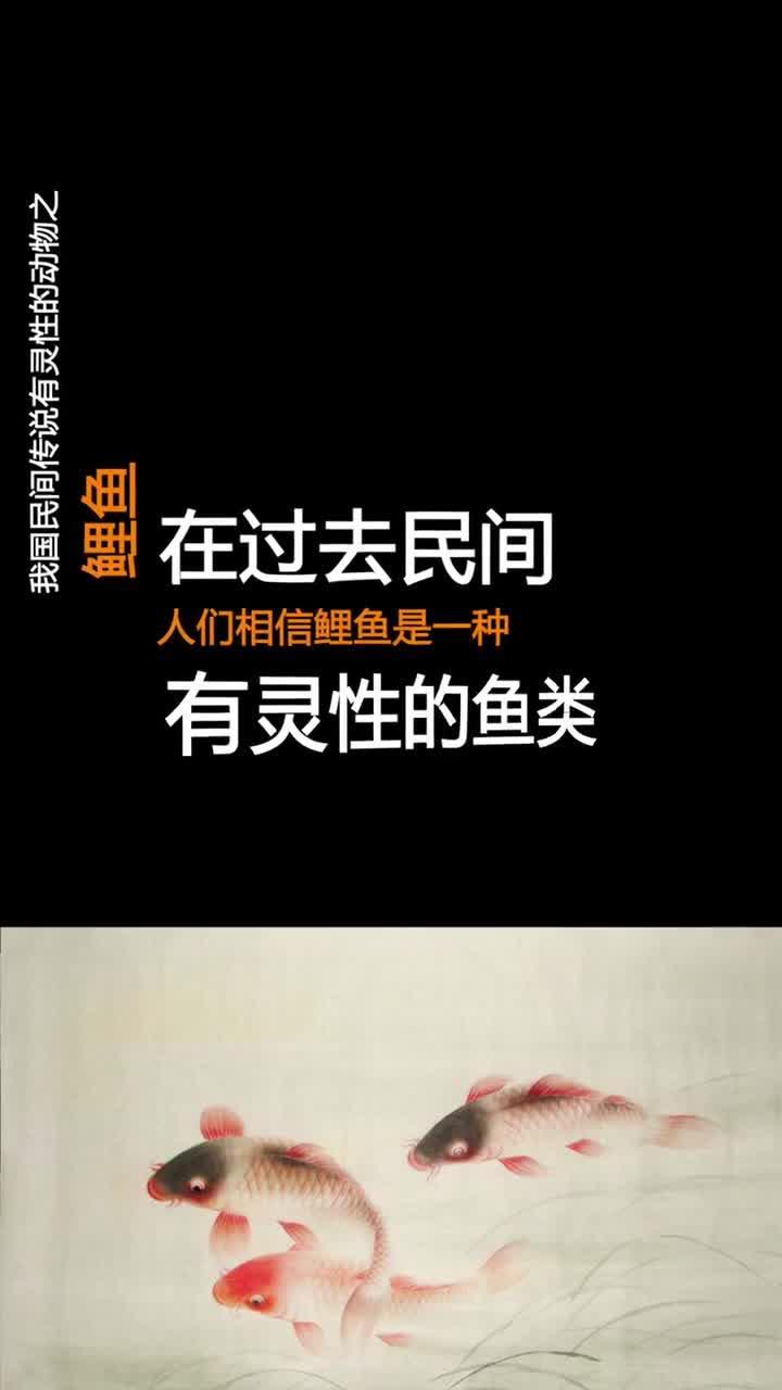 有灵性的动物之鲤鱼