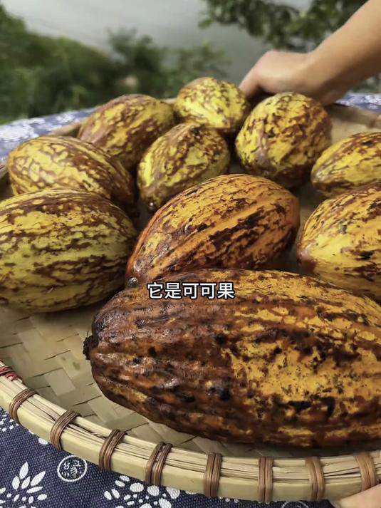 巧克力原料可可果,果肉酸甜似蜜,独特口感别错过