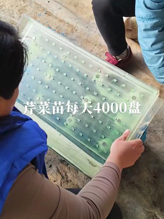 师傅花样培育芹菜苗,这效率真是高,一天能育几千颗苗