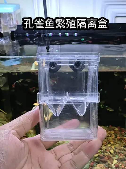 孔雀鱼繁殖用隔离盒 防鱼苗被吃 享大缸水质