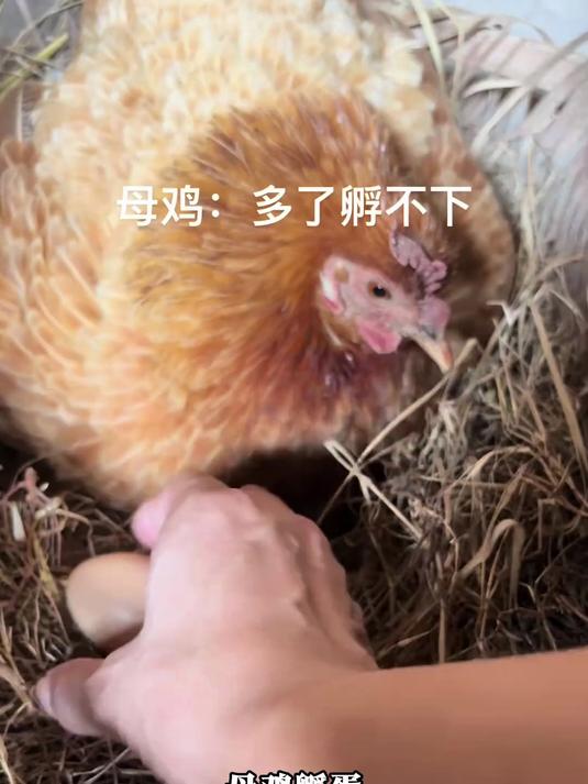 母鸡孵蛋,母鸡:好像陷入了某种循环,网友:好可爱的小母鸡