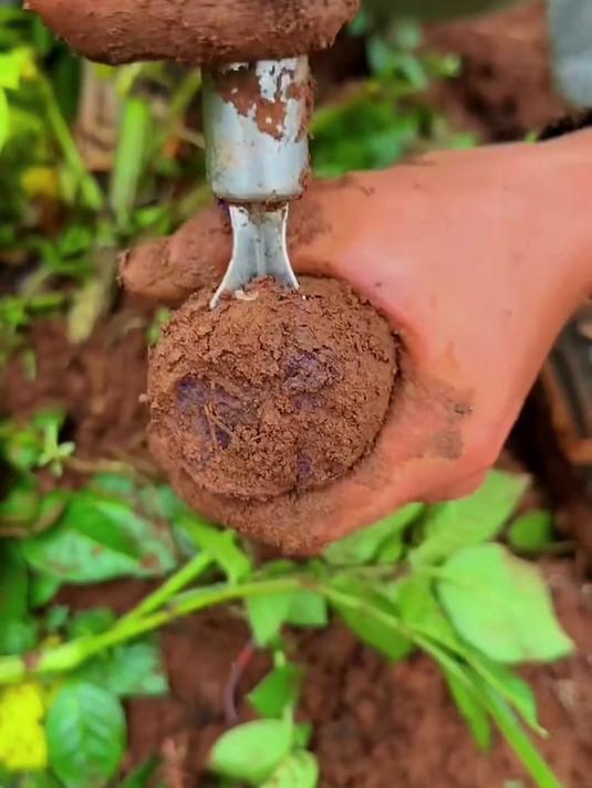 你见过黑色的土豆吗为什么叶菜绿根茎菜黄你想过这是为什么吗