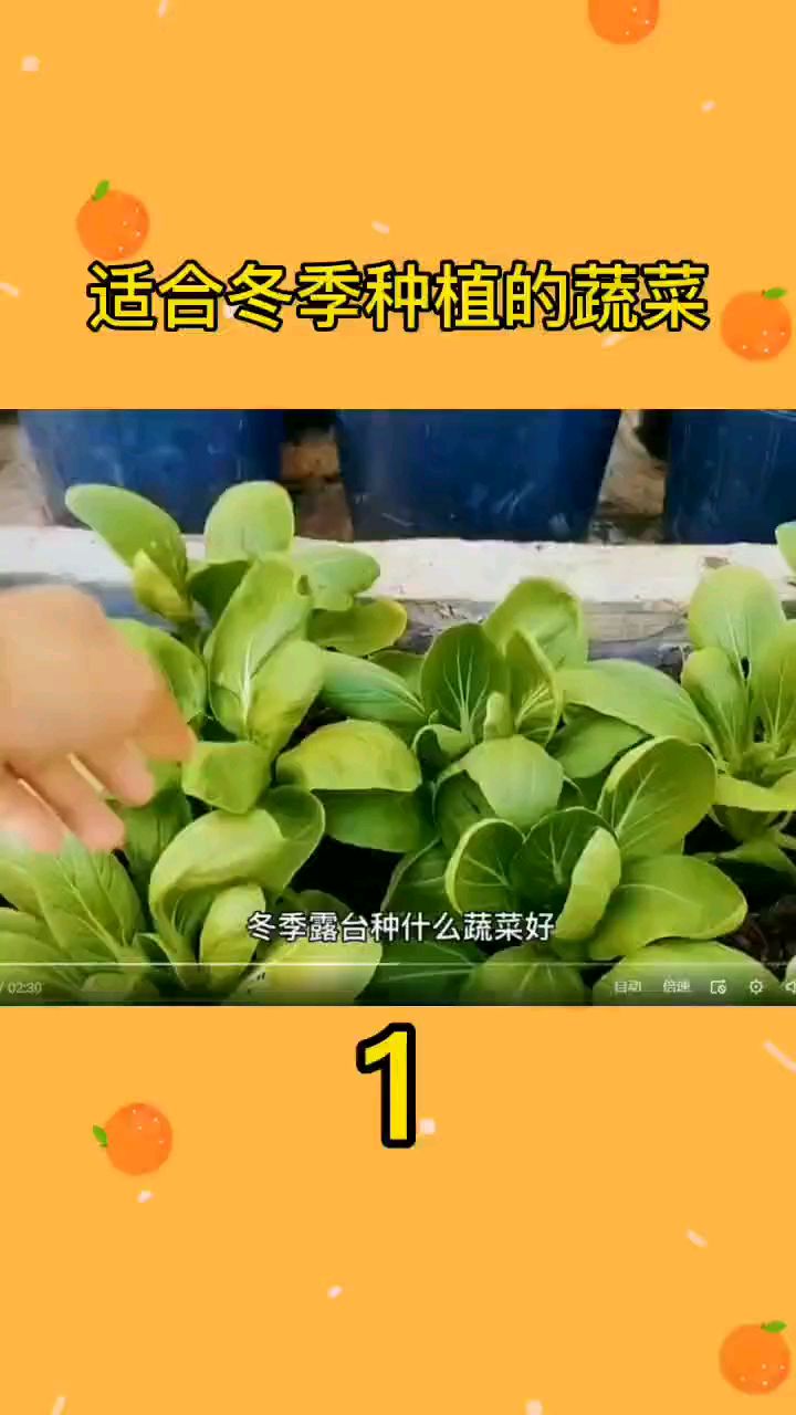 冬季露台可种植的蔬菜