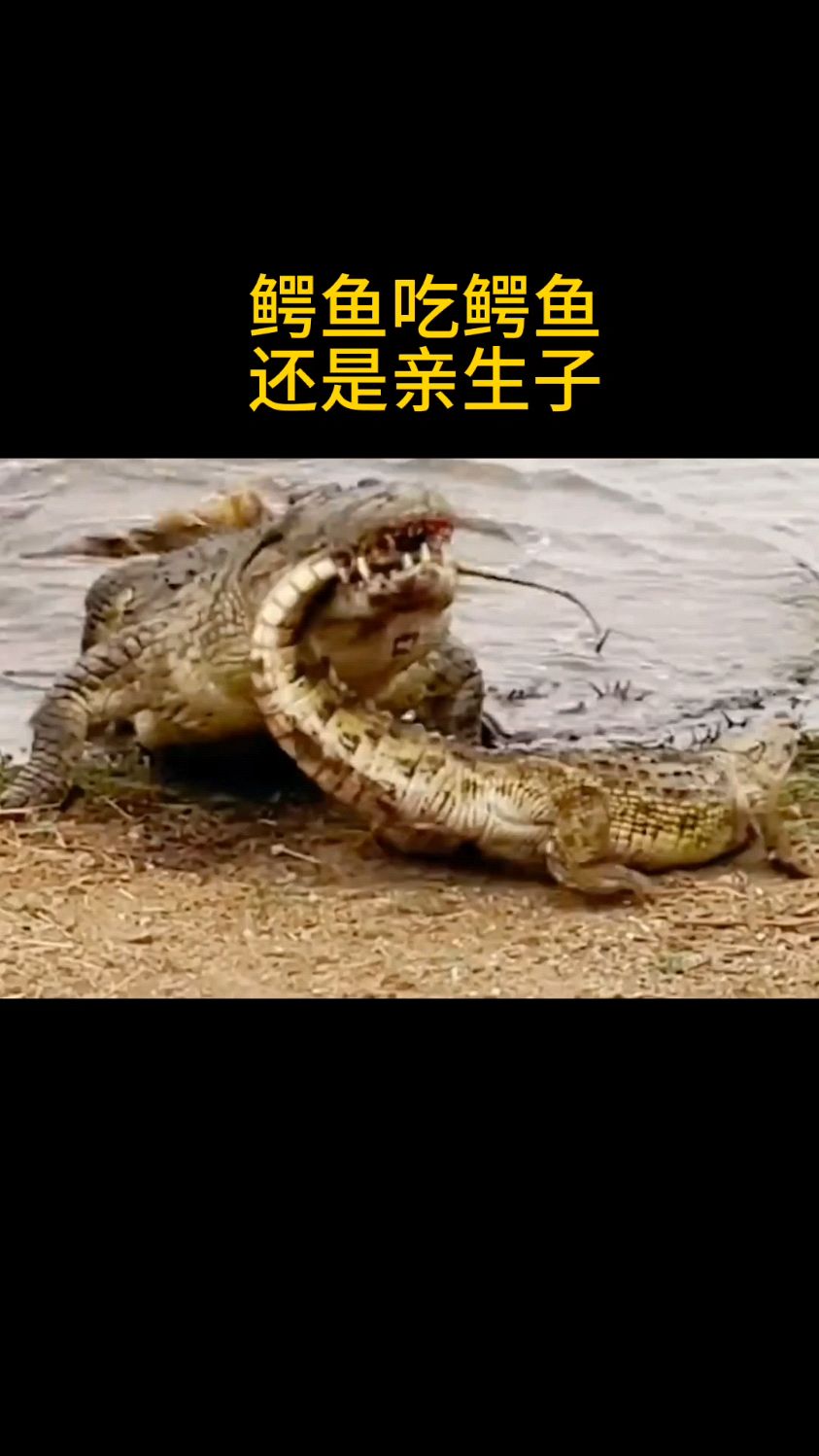 鳄鱼吃鳄鱼还是亲生子