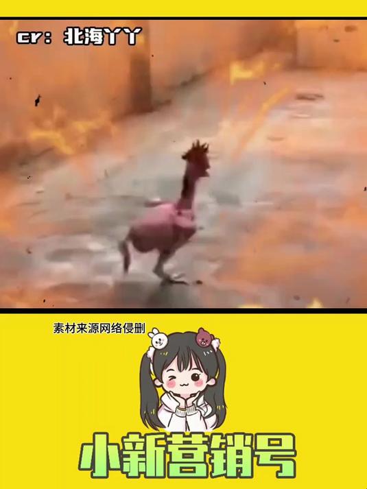 鸡：我命由我不由天