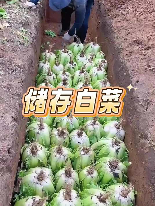你有见过这样储存白菜的吗?