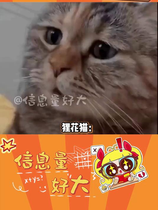 喵:要不我再给你炒两个菜?