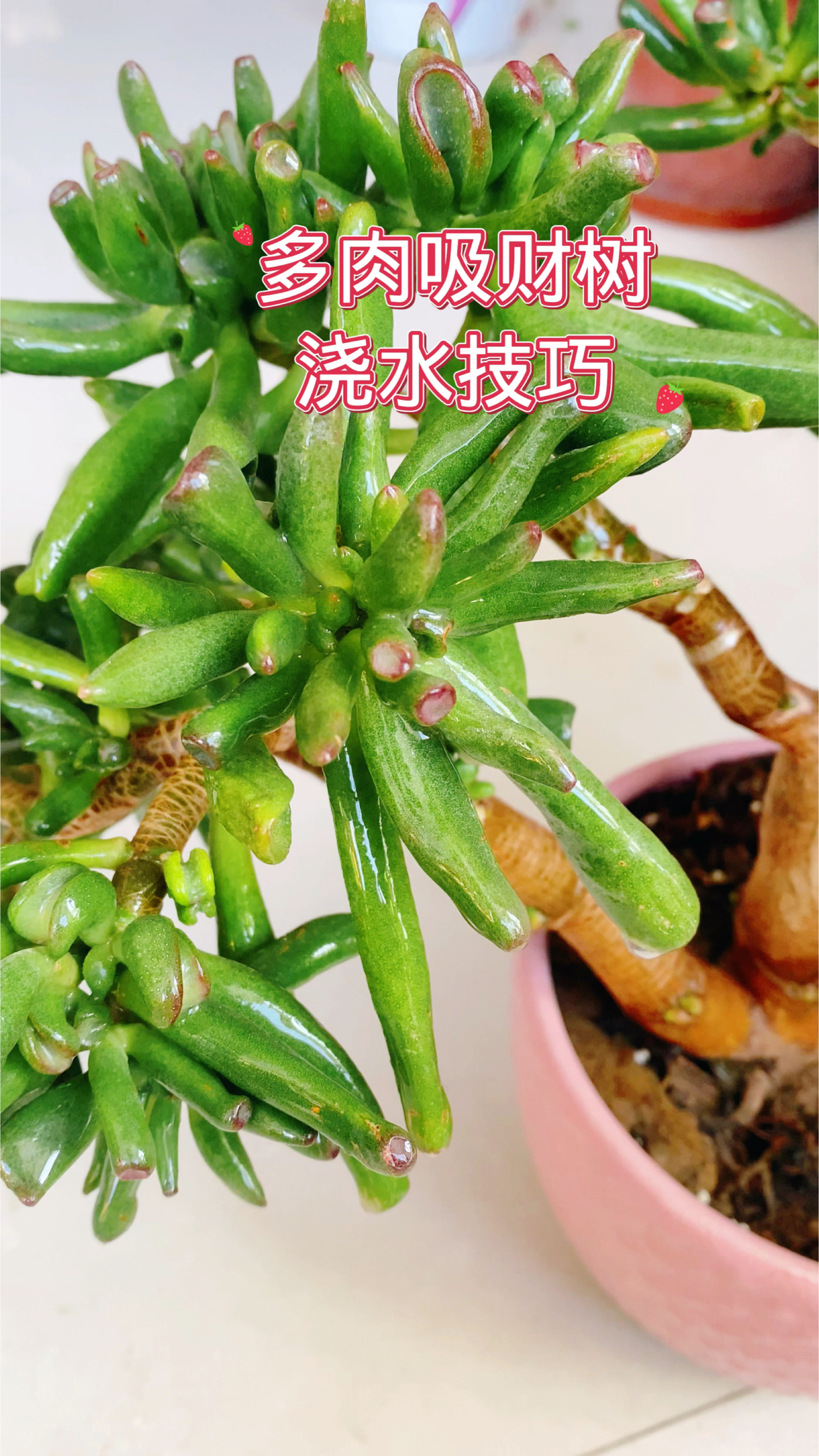 多肉吸财树的浇水技巧