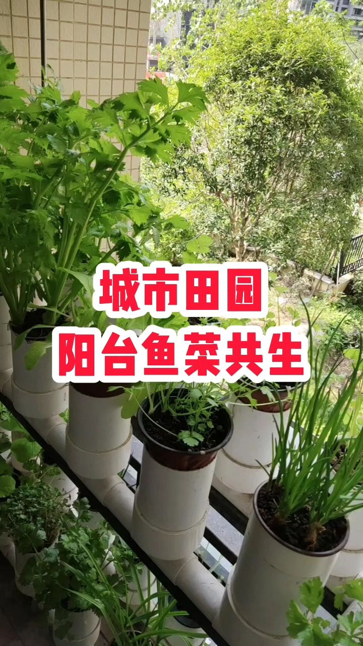 小小阳台种了各种各样的蔬菜